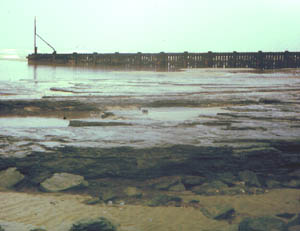 An unusual scouring tide revealed Pastonian sediments in 1987