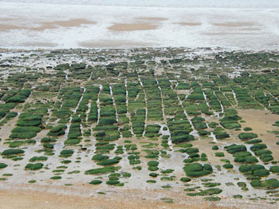 The foreshore at Hunstanton