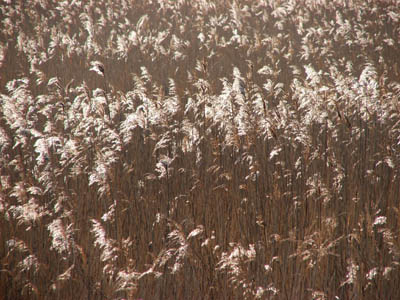 Reed beds at Cley