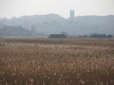 Reed beds at Cley