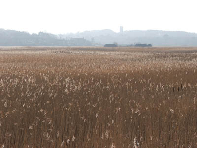 Reed beds at 3Cley