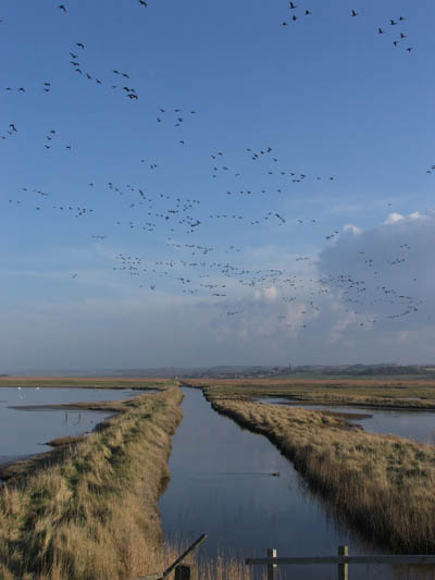 Geese at Cley