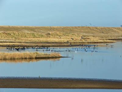 Geese at Cley