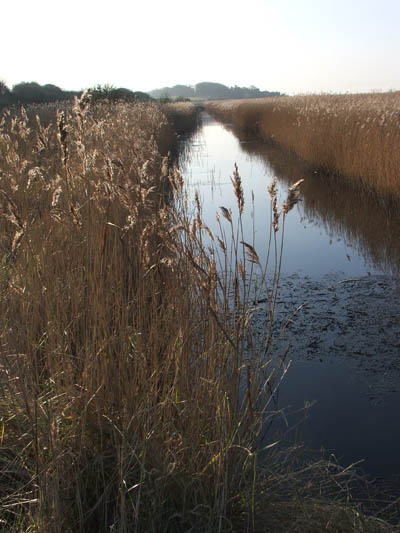 Drain with reeds at Cley